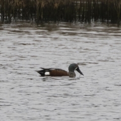 Spatula rhynchotis (Australasian Shoveler) at Illilanga & Baroona - 29 Mar 2020 by Illilanga