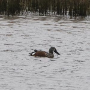 Spatula rhynchotis at Michelago, NSW - 30 Mar 2020