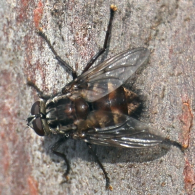 Unidentified Bristle Fly (Tachinidae) at Lilli Pilli, NSW - 1 Apr 2020 by jb2602