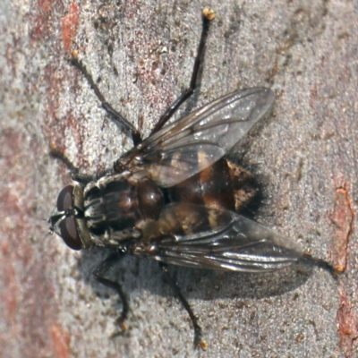 Tachinidae (family) at Lilli Pilli, NSW - 1 Apr 2020 by jb2602