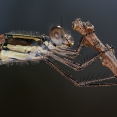 Austrolestes leda (Wandering Ringtail) at Bruce, ACT - 1 Apr 2020 by Bron