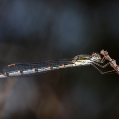 Austrolestes leda at Bruce, ACT - 1 Apr 2020