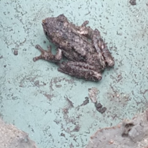 Litoria peronii at Surf Beach, NSW - 28 Mar 2020 03:00 PM