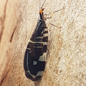 Porismus strigatus at Bruce, ACT - 4 Apr 2020