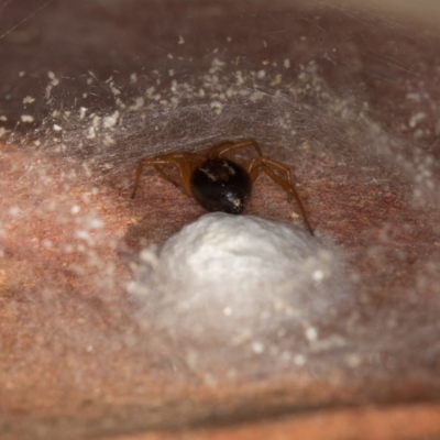 Euryopis umbilicata (Striped tick spider) at Bruce, ACT - 31 Mar 2020 by Bron