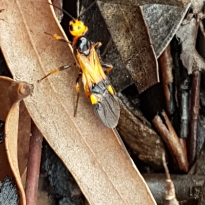 Chaoilta sp. (genus) (Parasitic wasp) at Point 88 - 4 Apr 2020 by tpreston