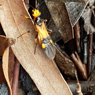 Chaoilta sp. (genus) (Parasitic wasp) at Black Mountain - 4 Apr 2020 by trevorpreston