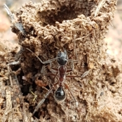 Camponotus intrepidus (Flumed Sugar Ant) at Hackett, ACT - 4 Apr 2020 by tpreston