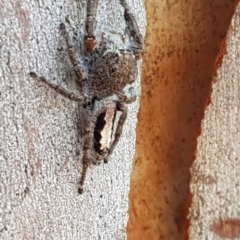 Sandalodes superbus (Ludicra Jumping Spider) at Black Mountain - 4 Apr 2020 by trevorpreston