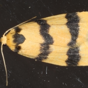 Heliosia jucunda at Lilli Pilli, NSW - 31 Mar 2020