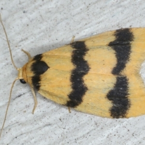 Heliosia jucunda at Lilli Pilli, NSW - 31 Mar 2020