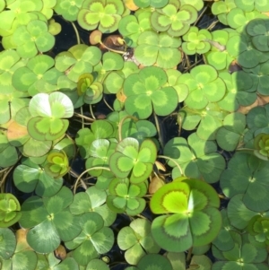 Marsilea mutica at Candelo, NSW - 19 Mar 2020