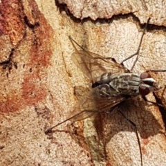 Senostoma sp. (genus) (A parasitoid tachinid fly) at Black Mountain - 4 Apr 2020 by trevorpreston