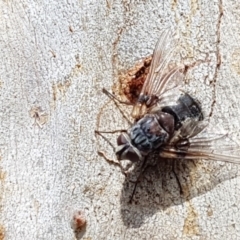 Prodiaphania sp. (genus) (A Tachinid fly) at Black Mountain - 4 Apr 2020 by trevorpreston