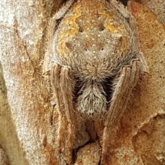 Hortophora sp. (genus) (Garden orb weaver) at Black Mountain - 4 Apr 2020 by trevorpreston