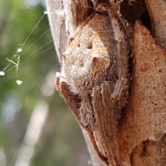 Hortophora sp. (genus) at Bruce, ACT - 4 Apr 2020 12:02 PM