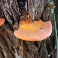 Trametes (old Pycnoporus sp.) (Scarlet Bracket) at Black Mountain - 4 Apr 2020 by trevorpreston