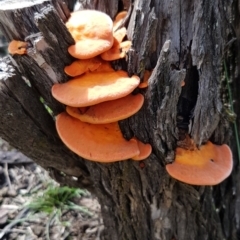 Trametes (old Pycnoporus sp.) at Bruce, ACT - 4 Apr 2020