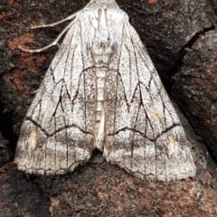 Stibaroma melanotoxa (Grey-caped Line-moth) at Black Mountain - 4 Apr 2020 by trevorpreston
