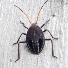 Theseus modestus (Gum tree shield bug) at Black Mountain - 4 Apr 2020 by trevorpreston