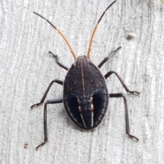 Theseus modestus (Gum tree shield bug) at Bruce, ACT - 4 Apr 2020 by trevorpreston