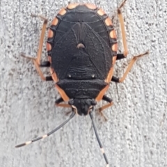 Diemenia rubromarginata (Pink-margined bug) at Black Mountain - 4 Apr 2020 by trevorpreston