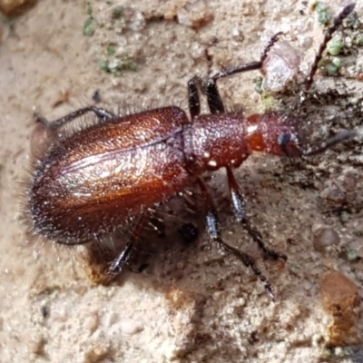 Lagriini sp. (tribe) (Unidentified lagriine darkling beetle) at Black Mountain - 4 Apr 2020 by trevorpreston