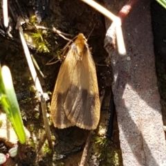 Threnosia heminephes (Halved Footman) at Bruce, ACT - 4 Apr 2020 by tpreston