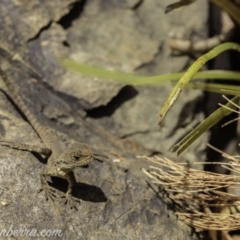 Intellagama lesueurii howittii (Gippsland Water Dragon) at Acton, ACT - 29 Feb 2020 by JonSteinbeck