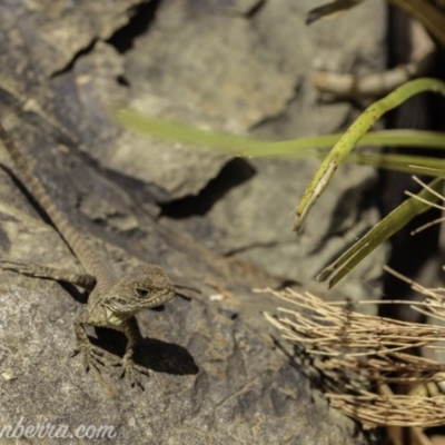 Intellagama lesueurii howittii (Gippsland Water Dragon) at Acton, ACT - 29 Feb 2020 by JonSteinbeck