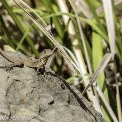 Intellagama lesueurii howittii at Acton, ACT - 29 Feb 2020