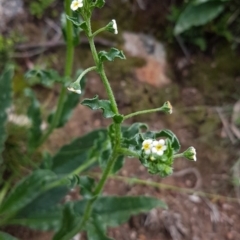 Hackelia suaveolens (Sweet Hounds Tongue) at Theodore, ACT - 30 Mar 2020 by VeraKurz