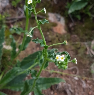 Hackelia suaveolens (Sweet Hounds Tongue) at Tuggeranong Hill - 30 Mar 2020 by VeraKurz