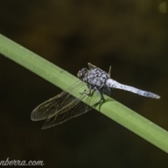 Orthetrum caledonicum (Blue Skimmer) at Sullivans Creek, Acton - 9 Jan 2020 by BIrdsinCanberra