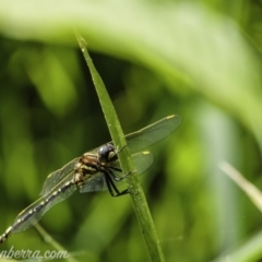 Synthemis eustalacta (Swamp Tigertail) at Sullivans Creek, Acton - 9 Jan 2020 by BIrdsinCanberra