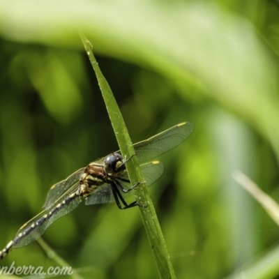 Synthemis eustalacta (Swamp Tigertail) at Australian National University - 9 Jan 2020 by BIrdsinCanberra