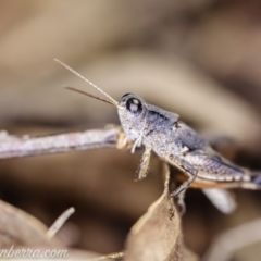Phaulacridium vittatum (Wingless Grasshopper) at Hughes, ACT - 22 Feb 2020 by BIrdsinCanberra