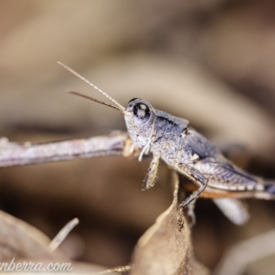 Phaulacridium vittatum (Wingless Grasshopper) at Hughes, ACT - 22 Feb 2020 by JonSteinbeck