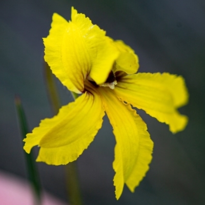 Goodenia paradoxa (Spur Goodenia) at Rossi, NSW - 3 Apr 2020 by SthTallagandaSurvey