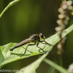 Zosteria rosevillensis (A robber fly) at Sullivans Creek, Acton - 9 Jan 2020 by BIrdsinCanberra