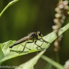 Zosteria rosevillensis (A robber fly) at Acton, ACT - 10 Jan 2020 by JonSteinbeck