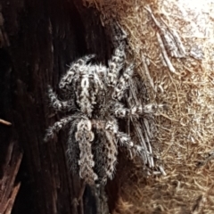 Clynotis severus (Stern Jumping Spider) at Bruce, ACT - 4 Apr 2020 by trevorpreston