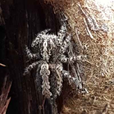 Clynotis severus (Stern Jumping Spider) at Bruce, ACT - 4 Apr 2020 by tpreston