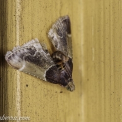 Pyralis farinalis (Meal Moth) at Hughes, ACT - 12 Feb 2020 by BIrdsinCanberra