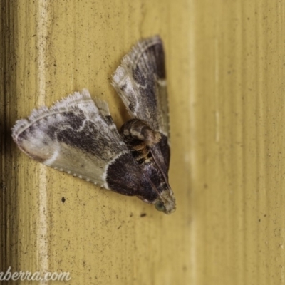 Pyralis farinalis (Meal Moth) at Hughes, ACT - 12 Feb 2020 by BIrdsinCanberra