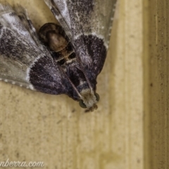 Pyralis farinalis at Hughes, ACT - 12 Feb 2020