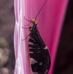 Porismus strigatus (Pied Lacewing) at Michelago, NSW - 1 Apr 2020 by Illilanga