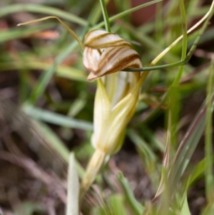 Diplodium truncatum at Rossi, NSW - 28 Mar 2020