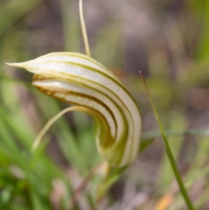 Diplodium truncatum at Rossi, NSW - 28 Mar 2020