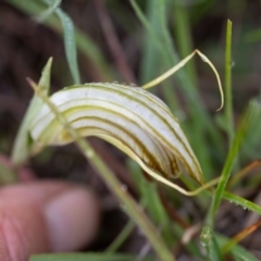 Diplodium truncatum at Rossi, NSW - 28 Mar 2020